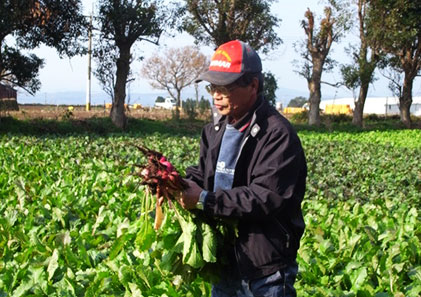 雲仙市吾妻町　岩﨑さんの野菜