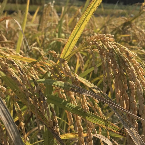 ハマソウファーム