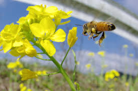はちみつの味わい教室～日本ミツバチと西洋ミツバチの違いを知ろう～