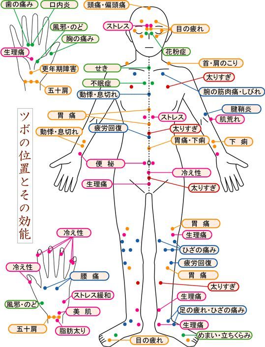 東洋医学　図