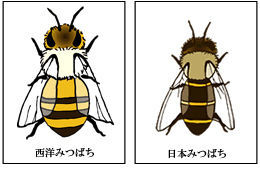 日本西洋ミツバチ